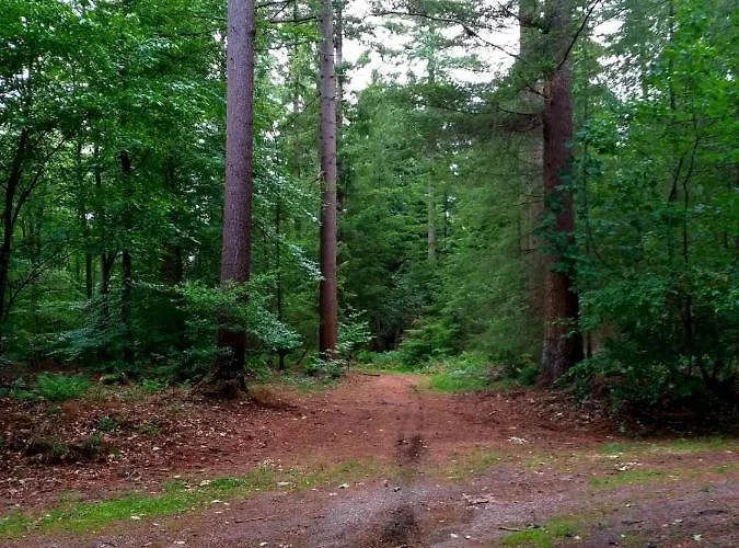 Retro Relax Midden In Het Bos Op De Veluwe In